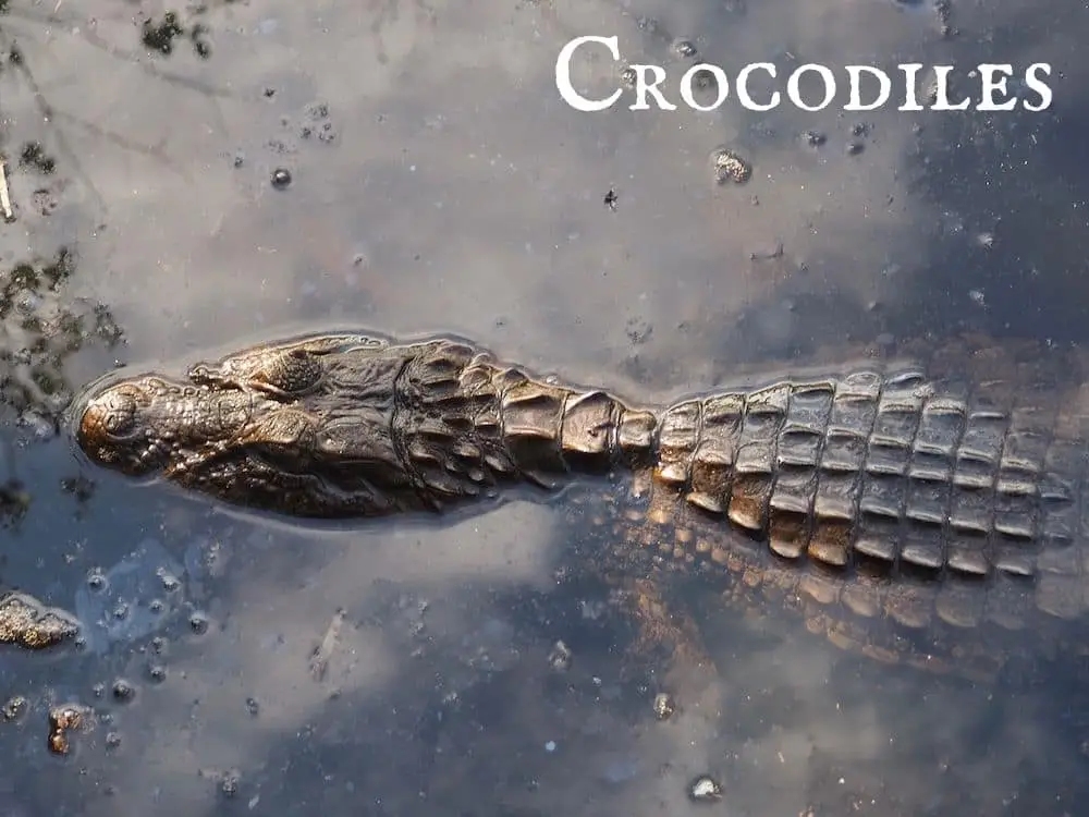 Crocodile