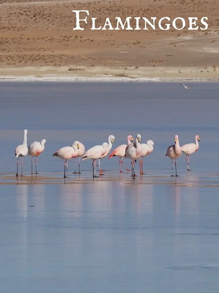 Flamingoes