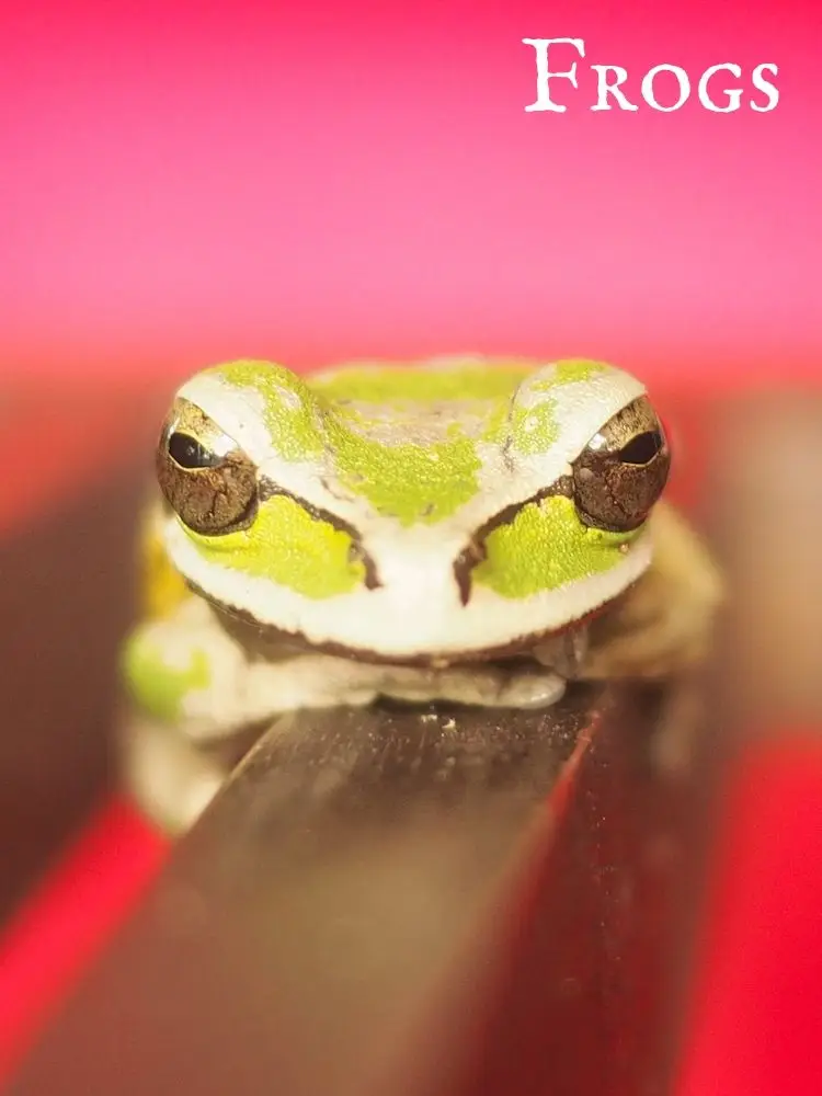 Frogs