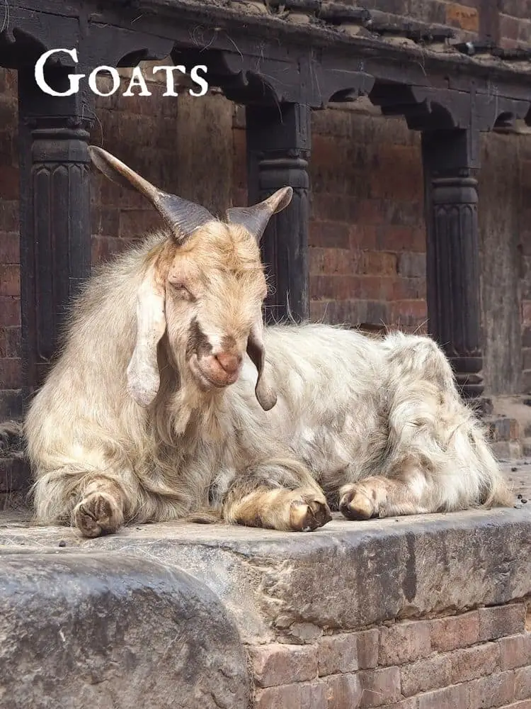Goats