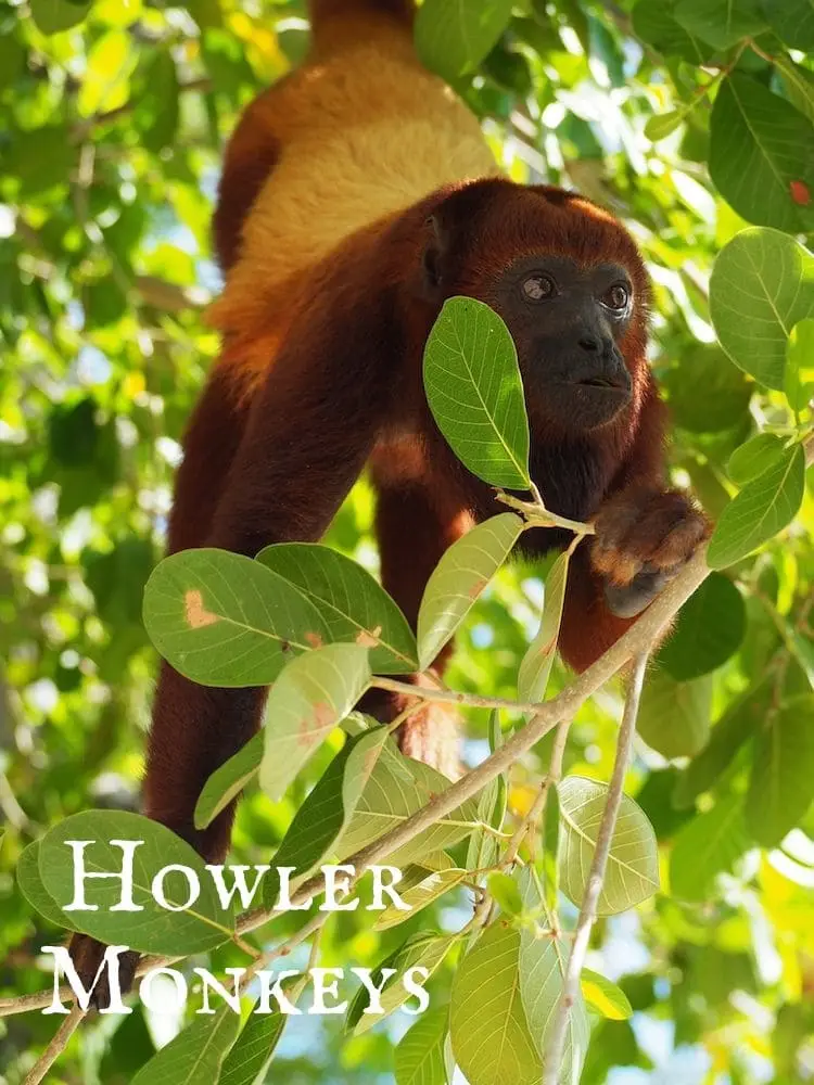 Howler Monkeys