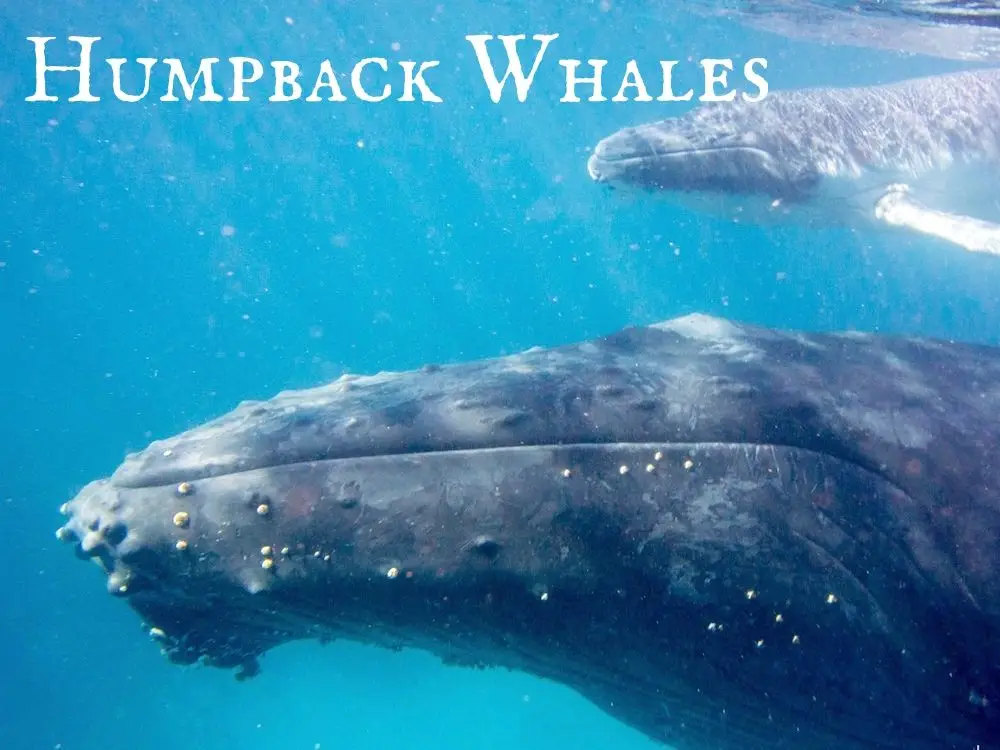 Humpback Whales