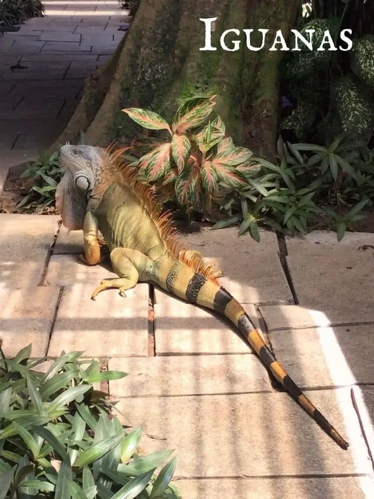 Iguanas