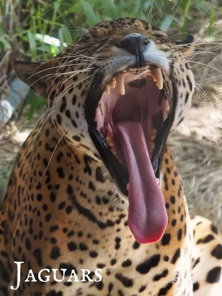 Jaguars