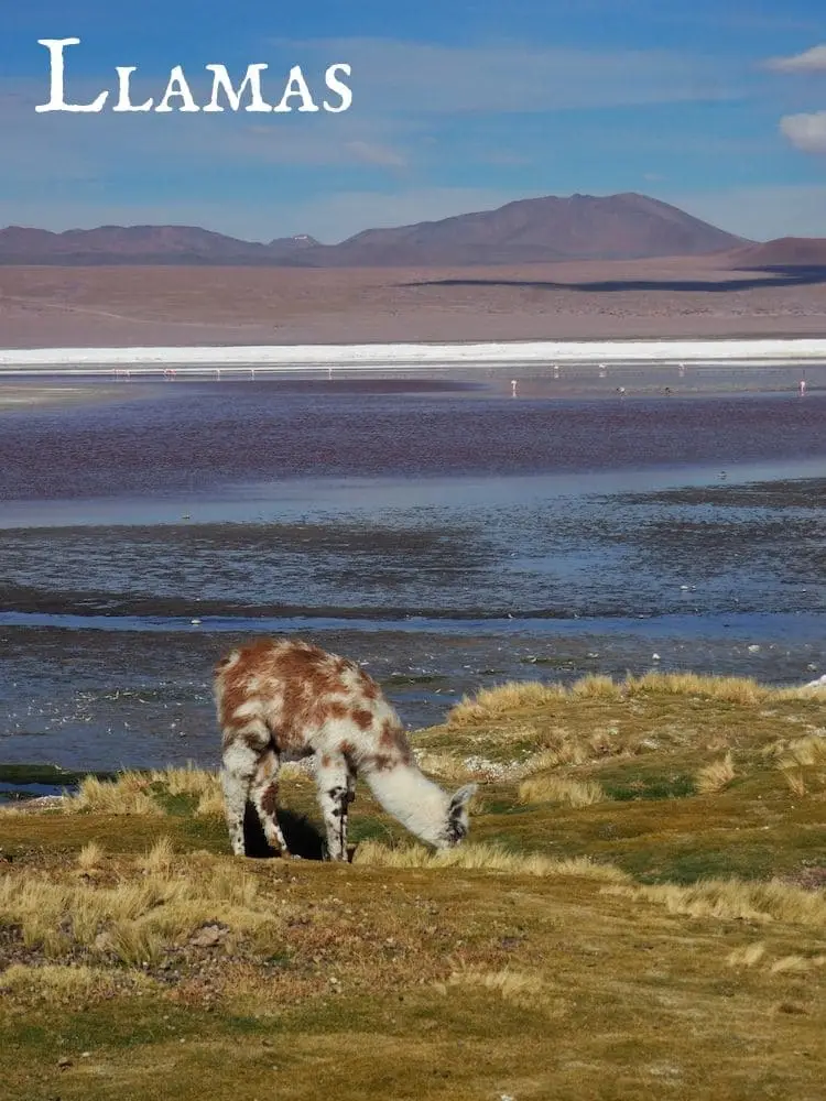 Llamas