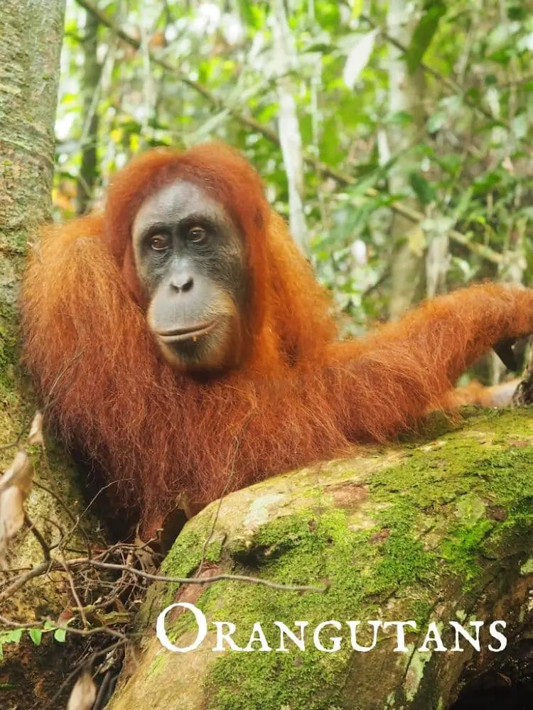 Orangutan