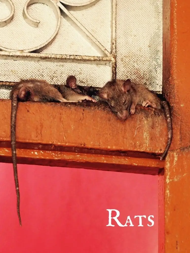 Rats