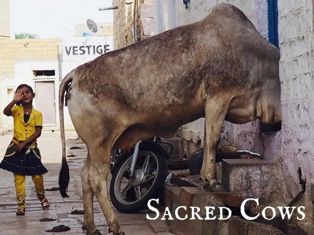 Sacred Cows