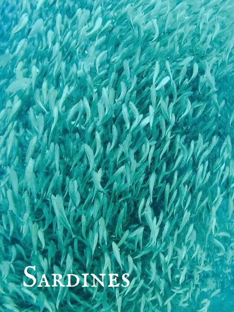 Sardines