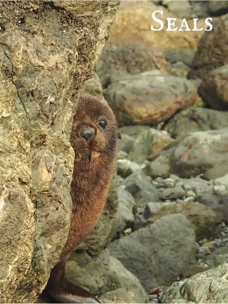 Seals
