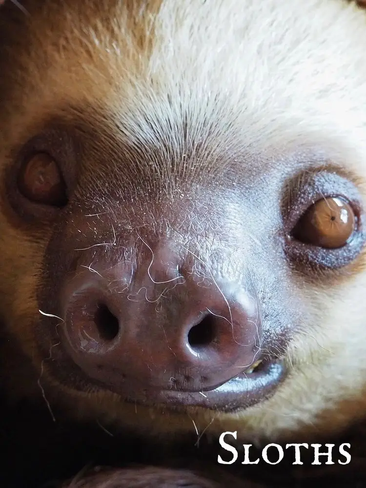Sloths