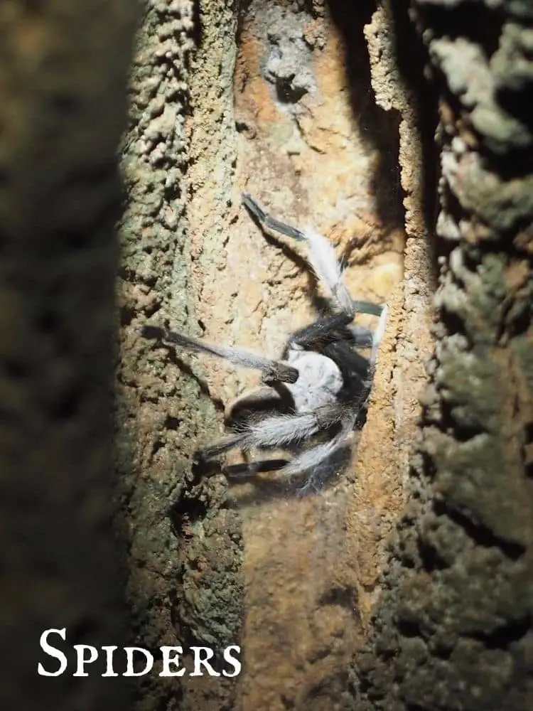 Spiders