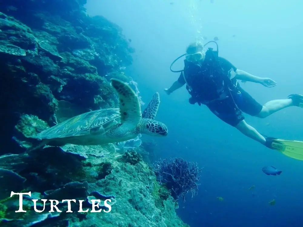 Turtles