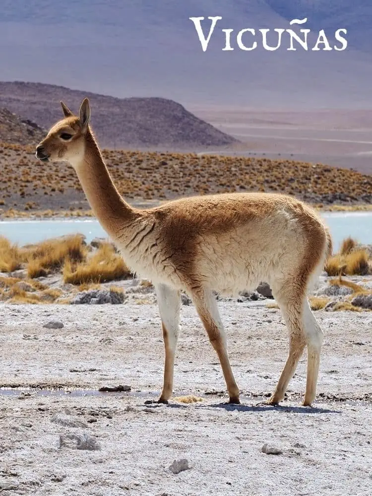 Vicunas