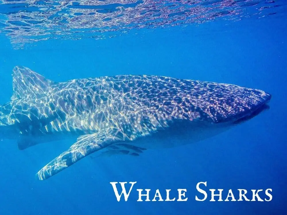 Whale Sharks