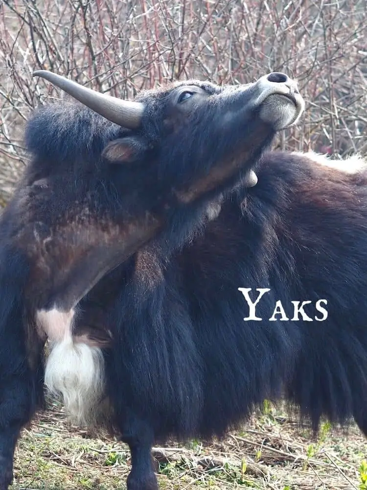 Yaks