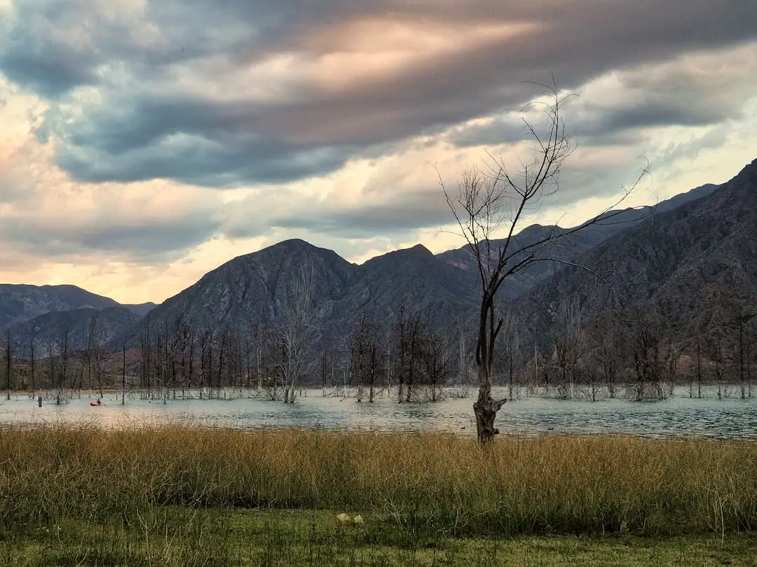 Long grasses on the shore of a lake with mountains in the background