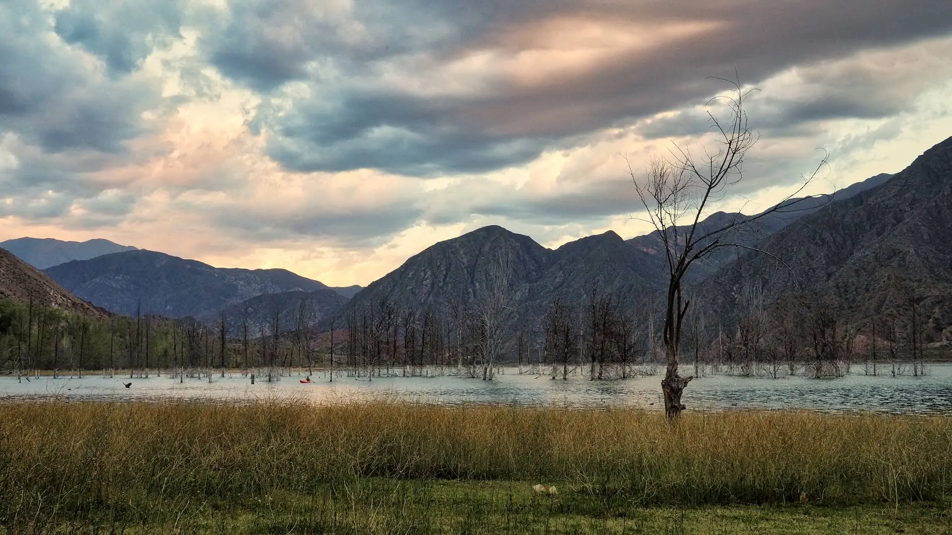 Long grasses on the shore of a lake with mountains in the background