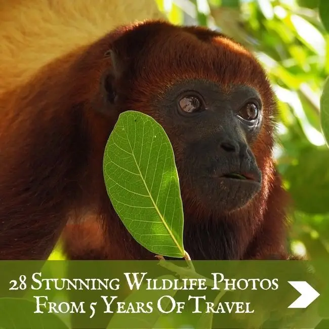COLLECTIONS - Wildlife photos