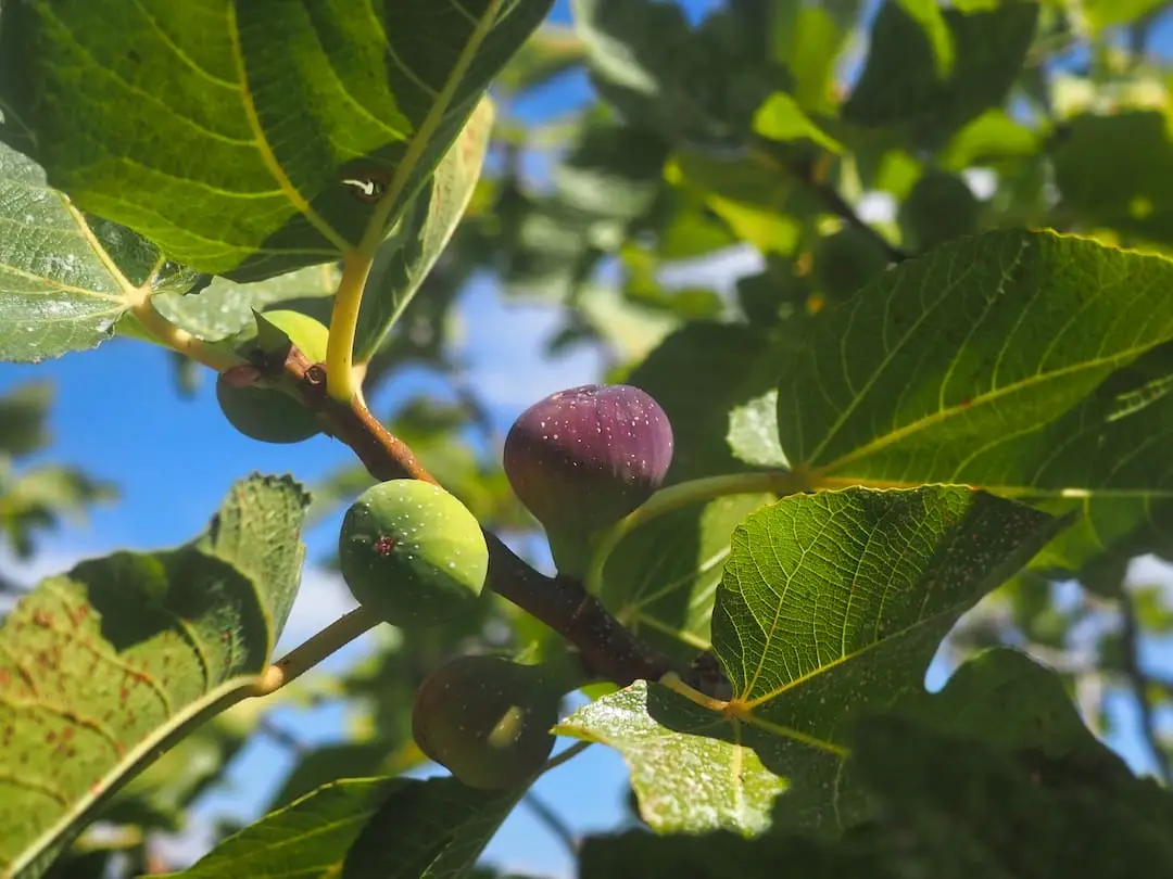 One green and one purple fruit hang from a tree
