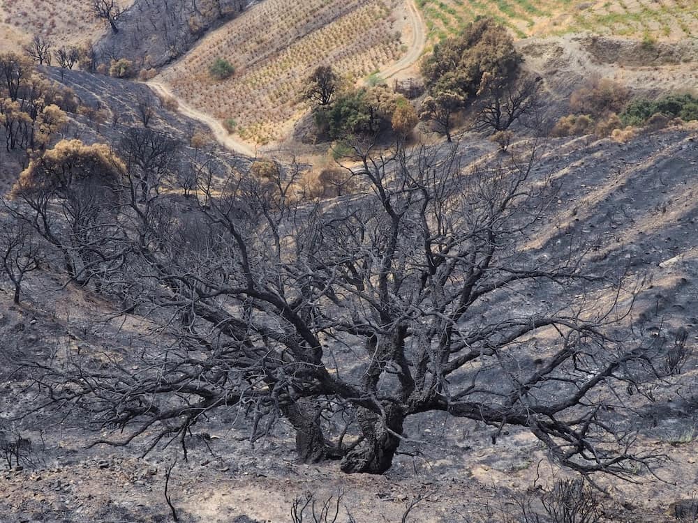 A burnt tree in the middle of an ash laden landscape