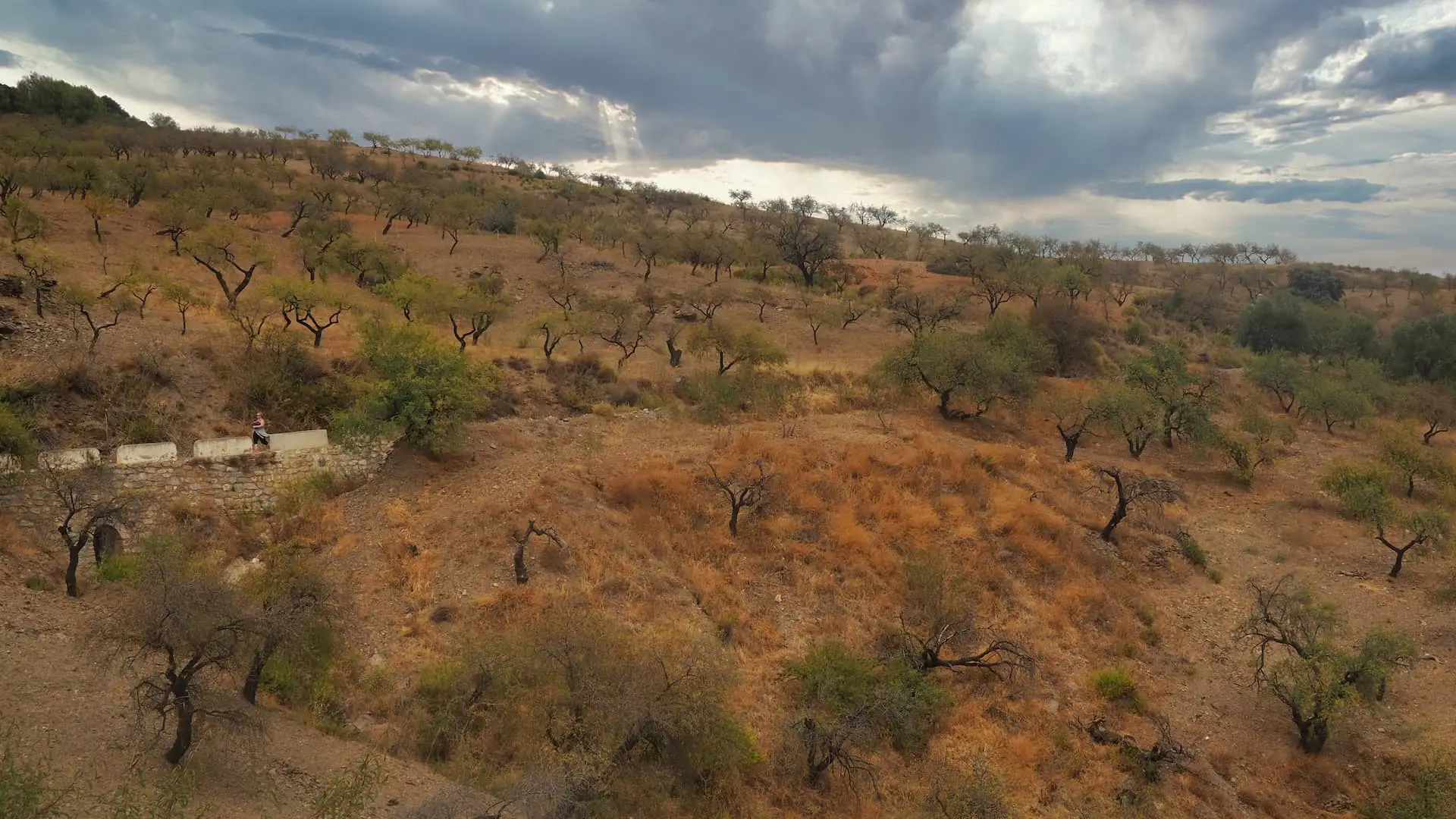 Almond groves on a hillside with a cloudy sky