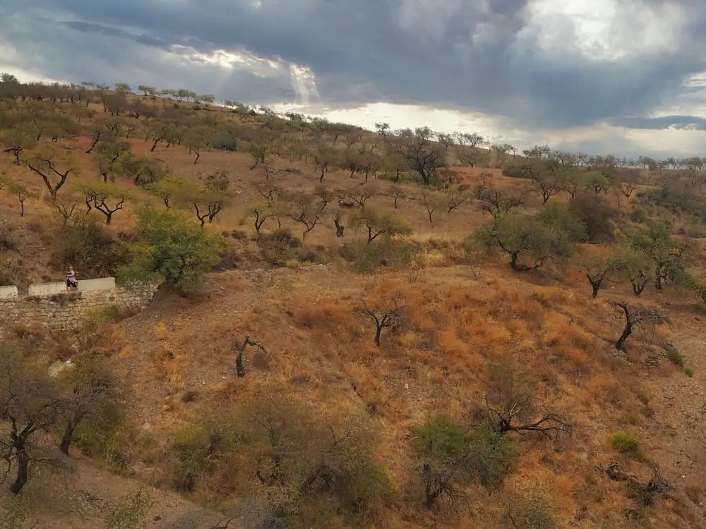 Almond groves on a hillside with a cloudy sky