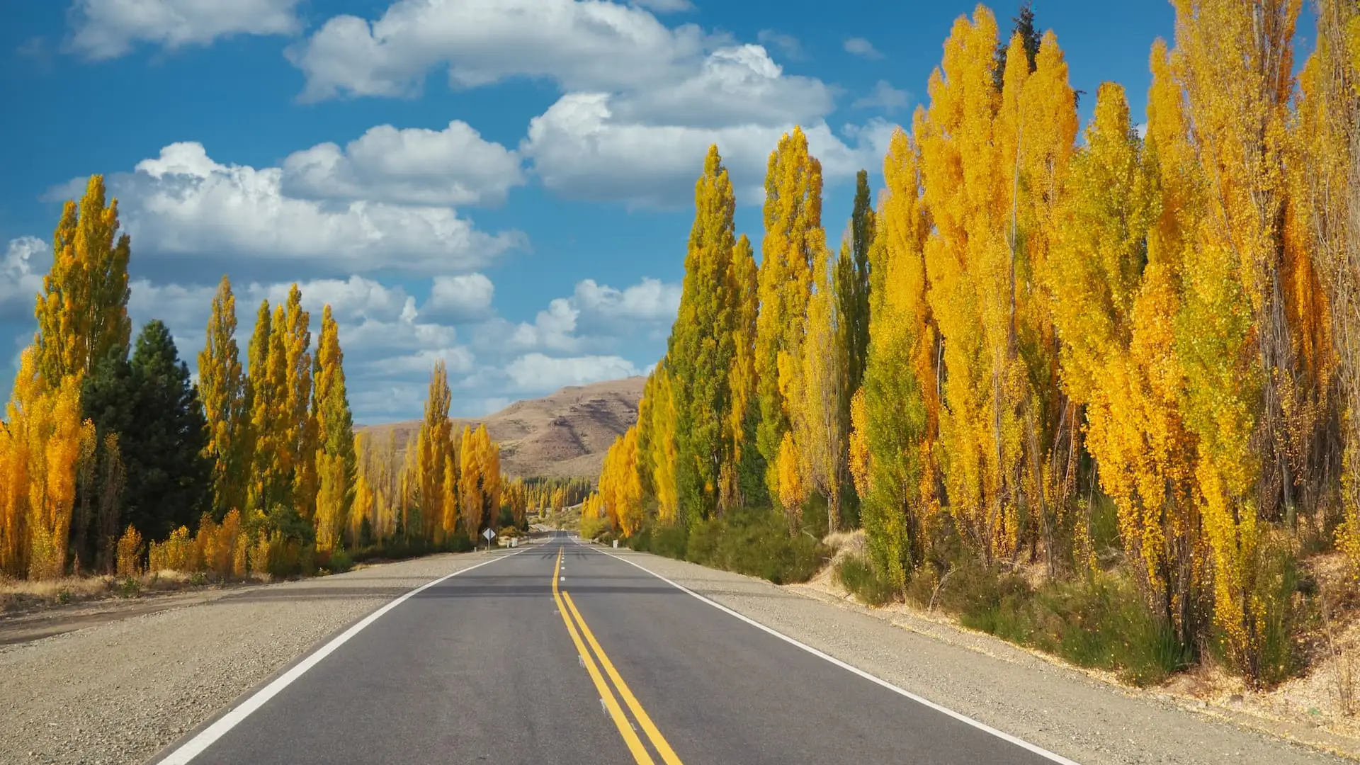 A road with two yellow lines running down the middle with yellow-leaved trees on either side