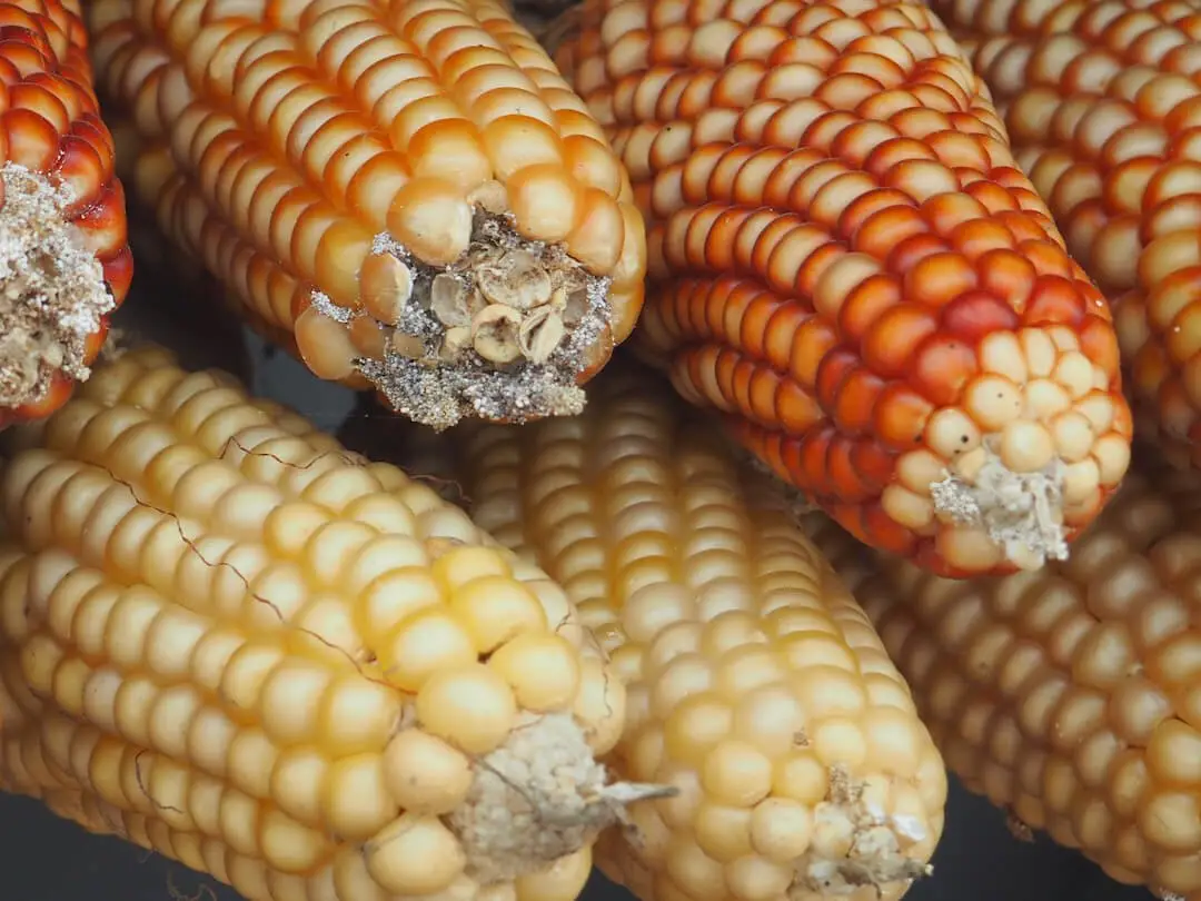Yellow and orange corn cobs