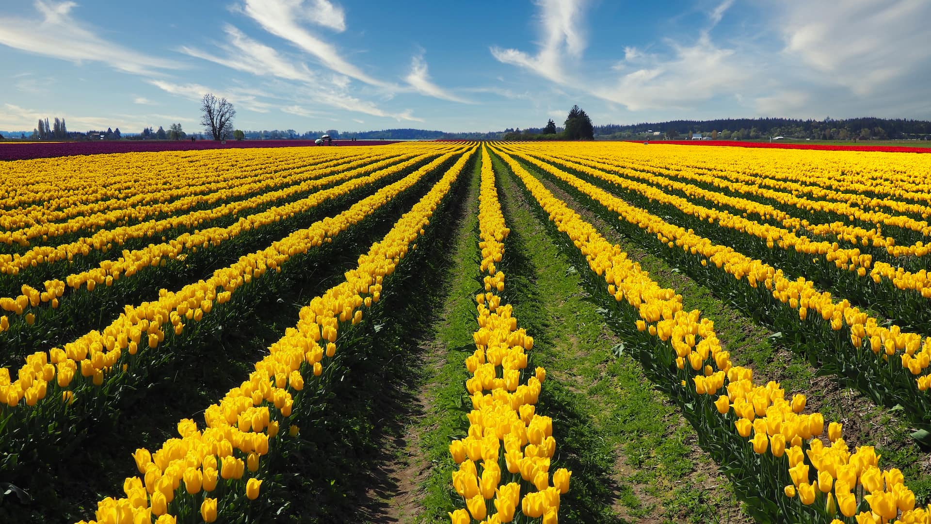 Rows of yellow flowers lead into the background