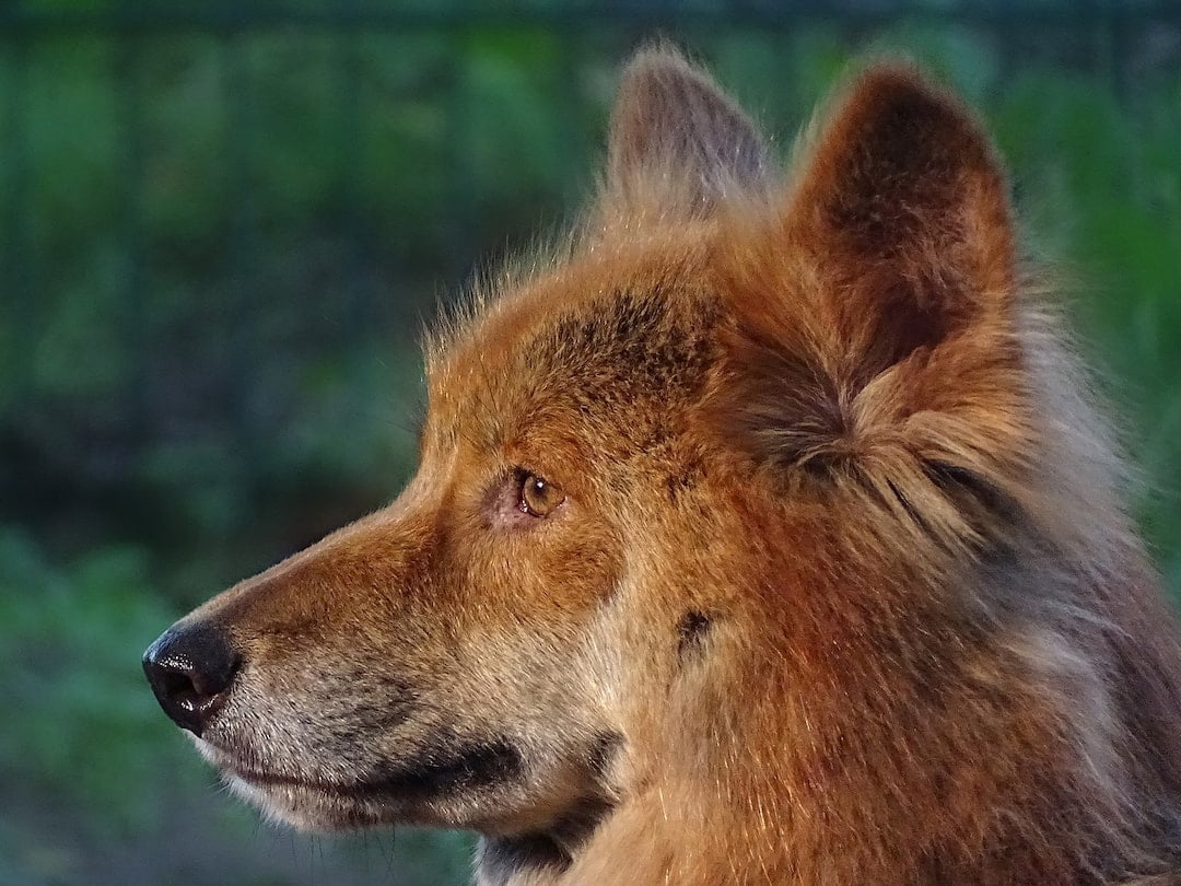 Headshot of a dingo