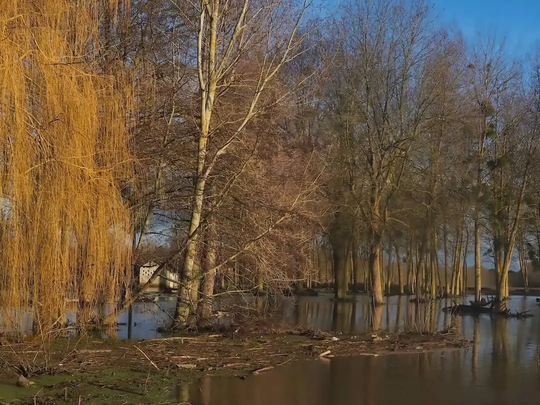 Flooding in Pays de la Loire Trees standing in a flooded field
