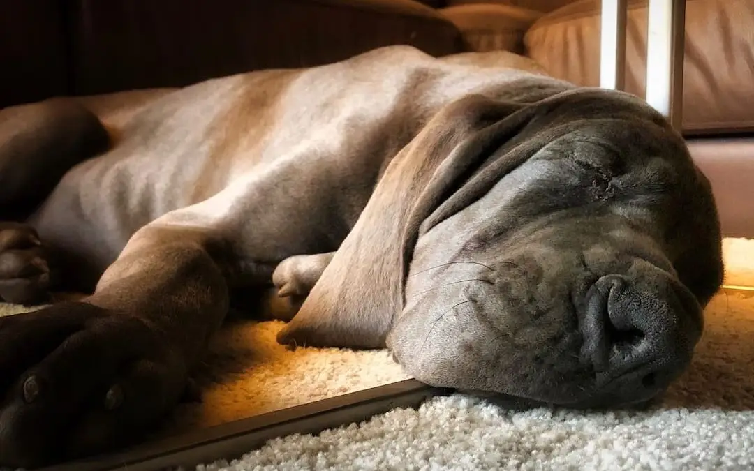 House Sitting in France, Spain & Portugal: A Pandemic Tale