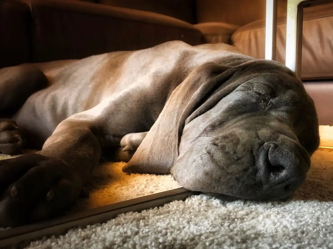 Housesitting in Spain, France & Portugal Ragna, the Great Dane, sleeps on a carpeted floor