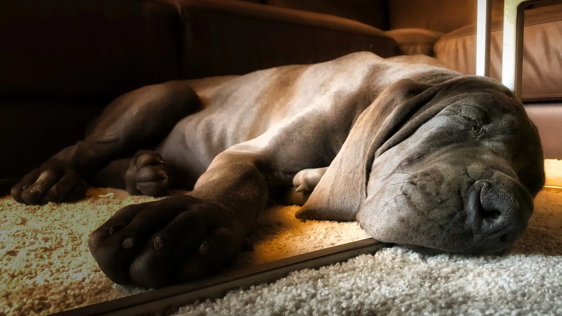 A dog sleeping with its face close to the camera