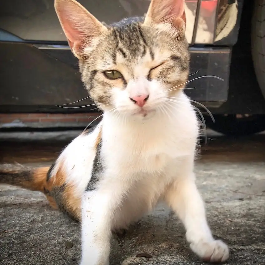 A kitten winks at the camera