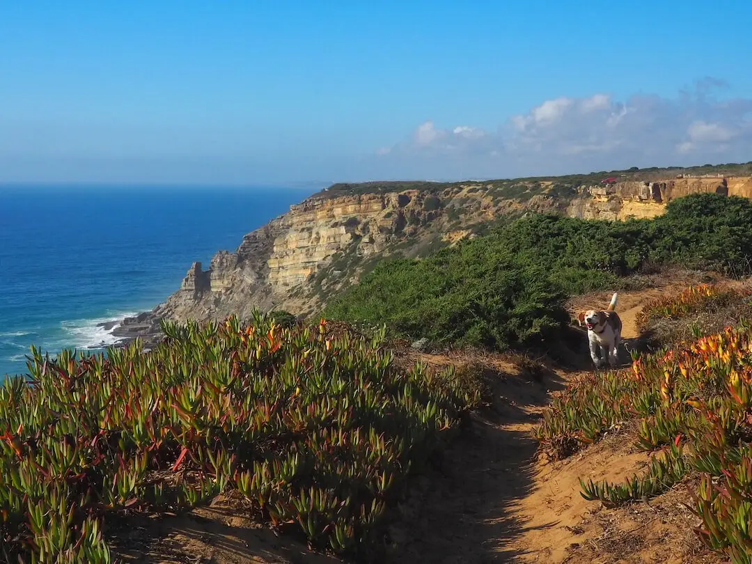 A dog runs towards the camera on a cliffside pathway