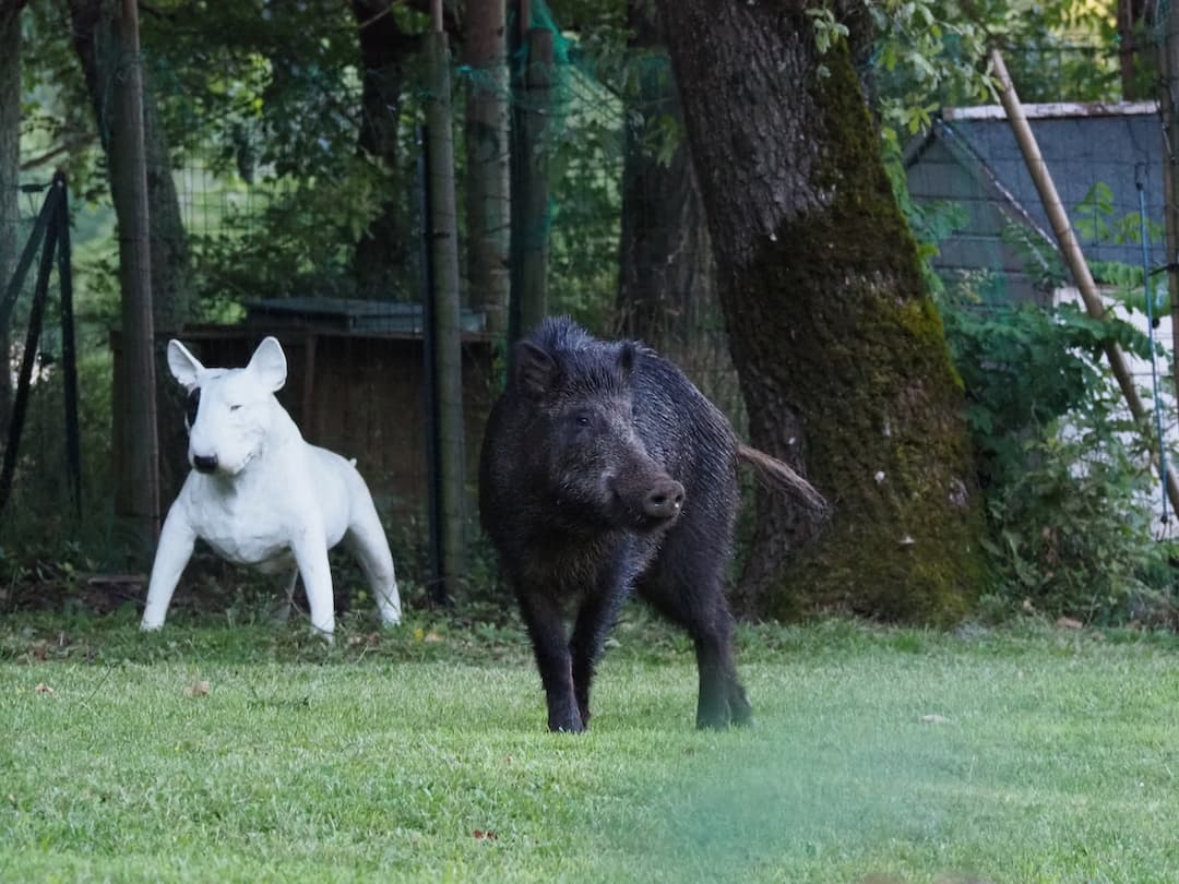 A black wild boar standing in a garden in front of a white stone statue of a dog