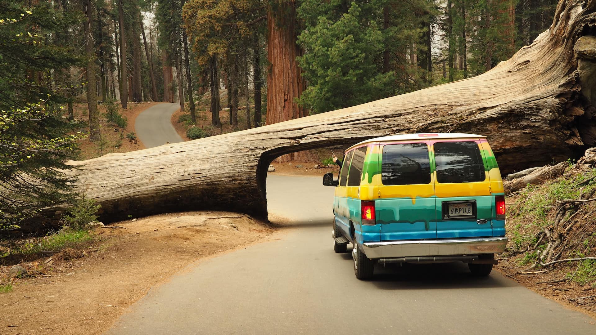 A multi-coloured van is parked in front of a fallen tree across the road, with a tunnel carved through its trunk