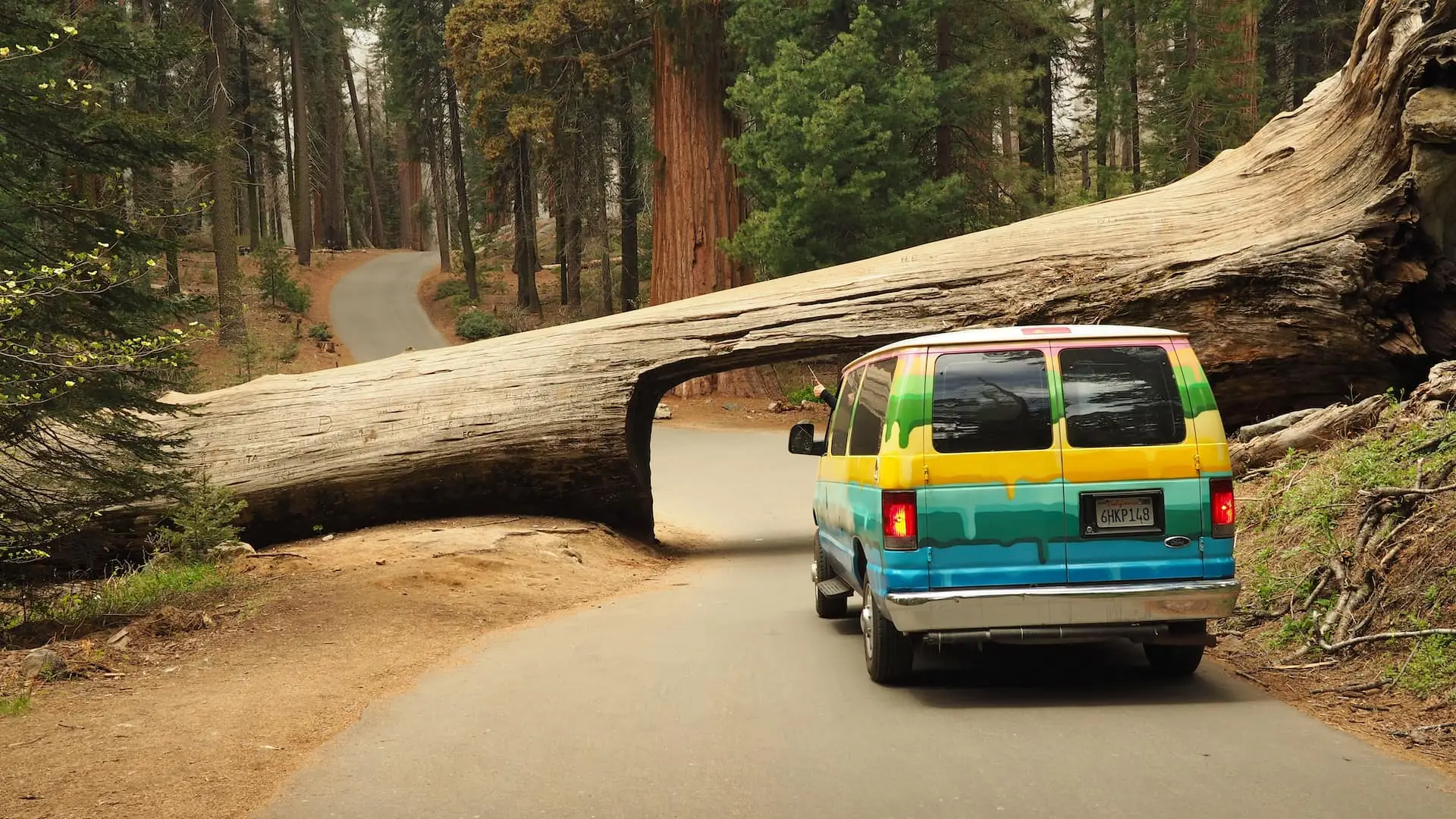 A multi-coloured van is parked in front of a fallen tree across the road, with a tunnel carved through its trunk