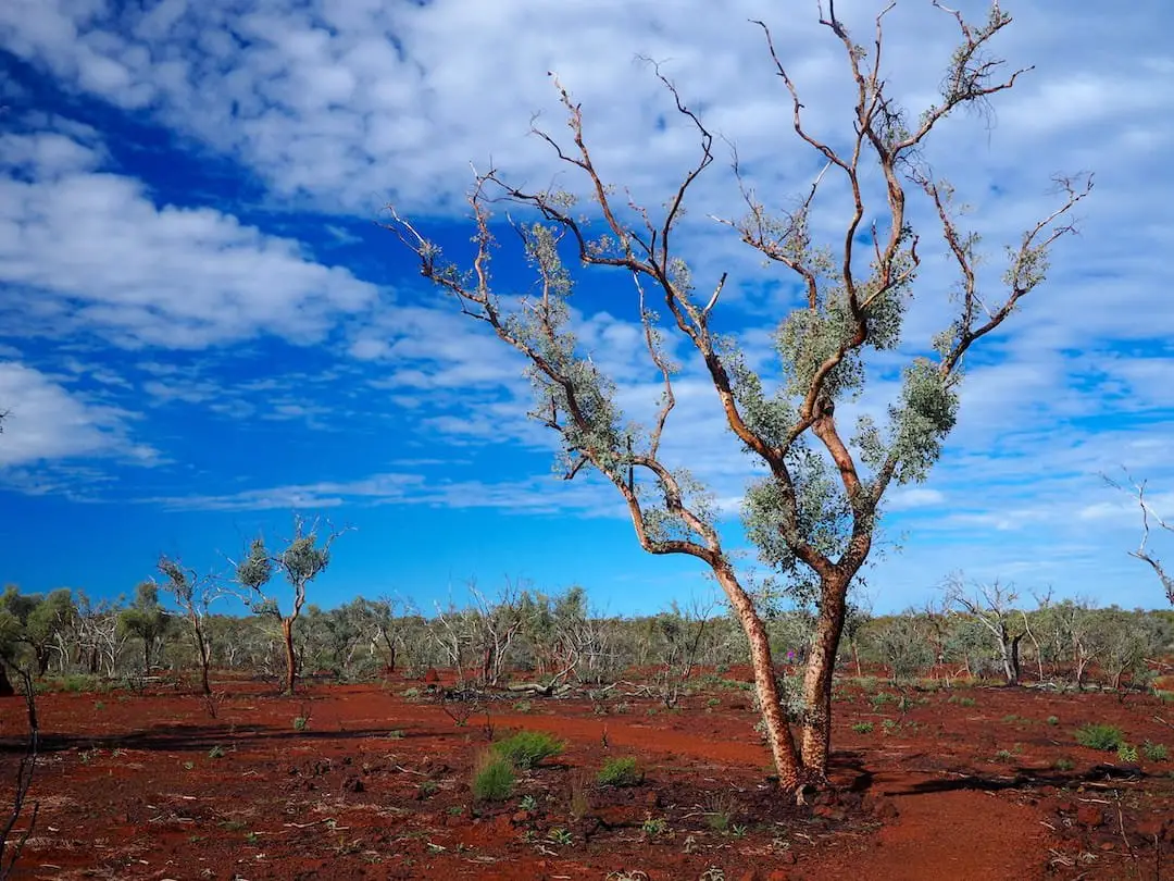 A tree stands alone amongst red soil and green bush