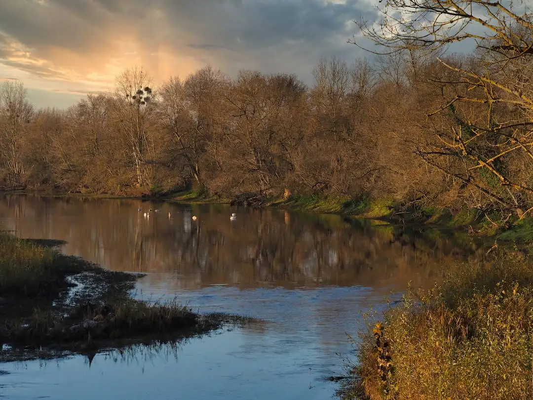 Swans on a river surrounded by trees