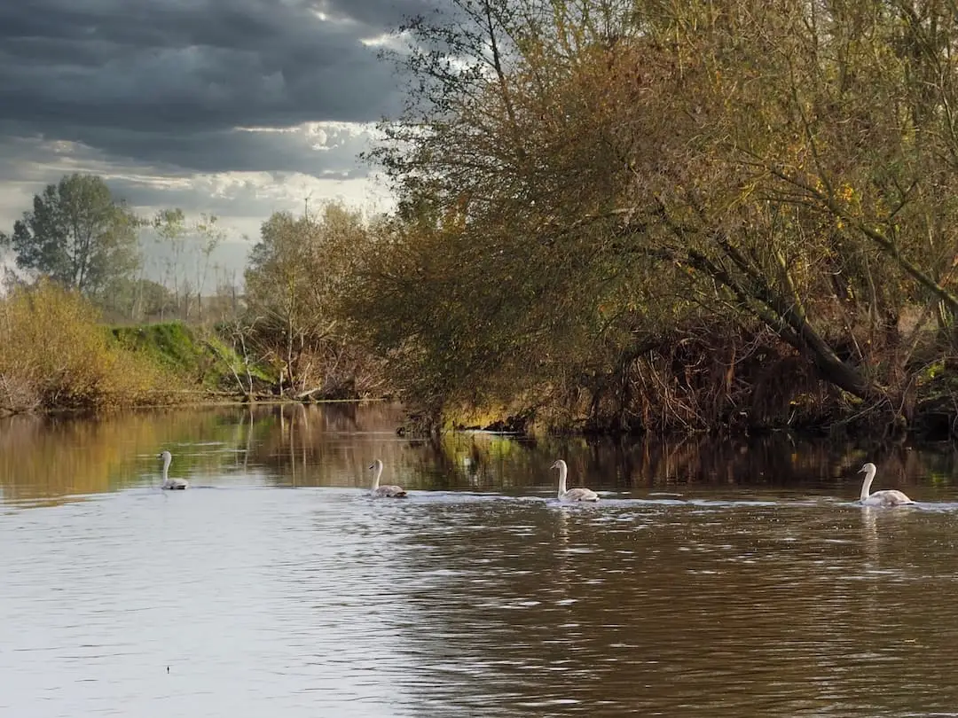 Swans swimming in a river