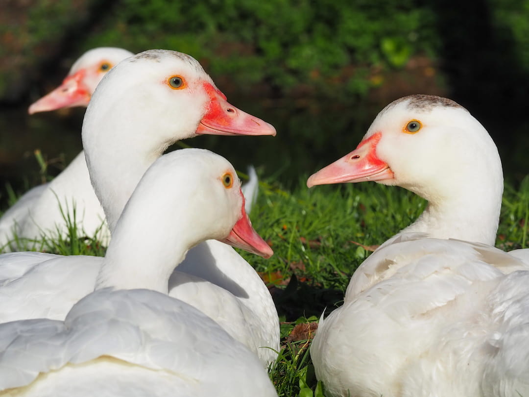 A group of white ducks with red beaks