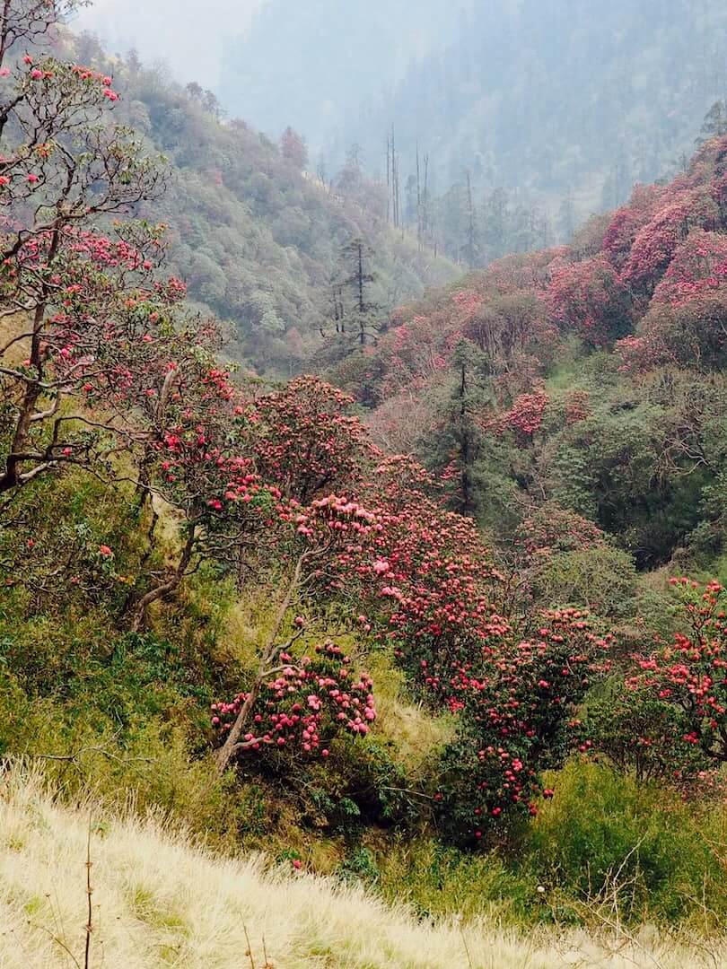 A green valley filled with red flowers
