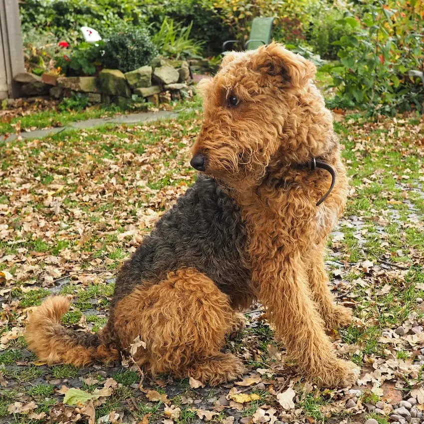 Elmer