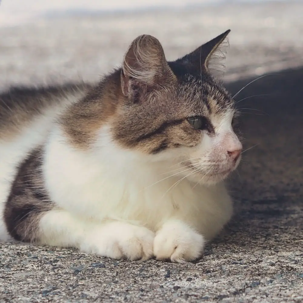 Housesitting - Lucy A cat lies underneath a car whilst staring over to the right