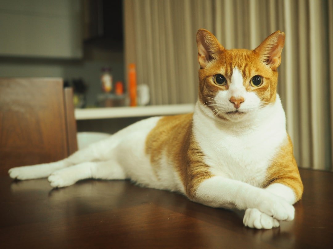A ginger and white cat lies on a table whilst looking at the camera