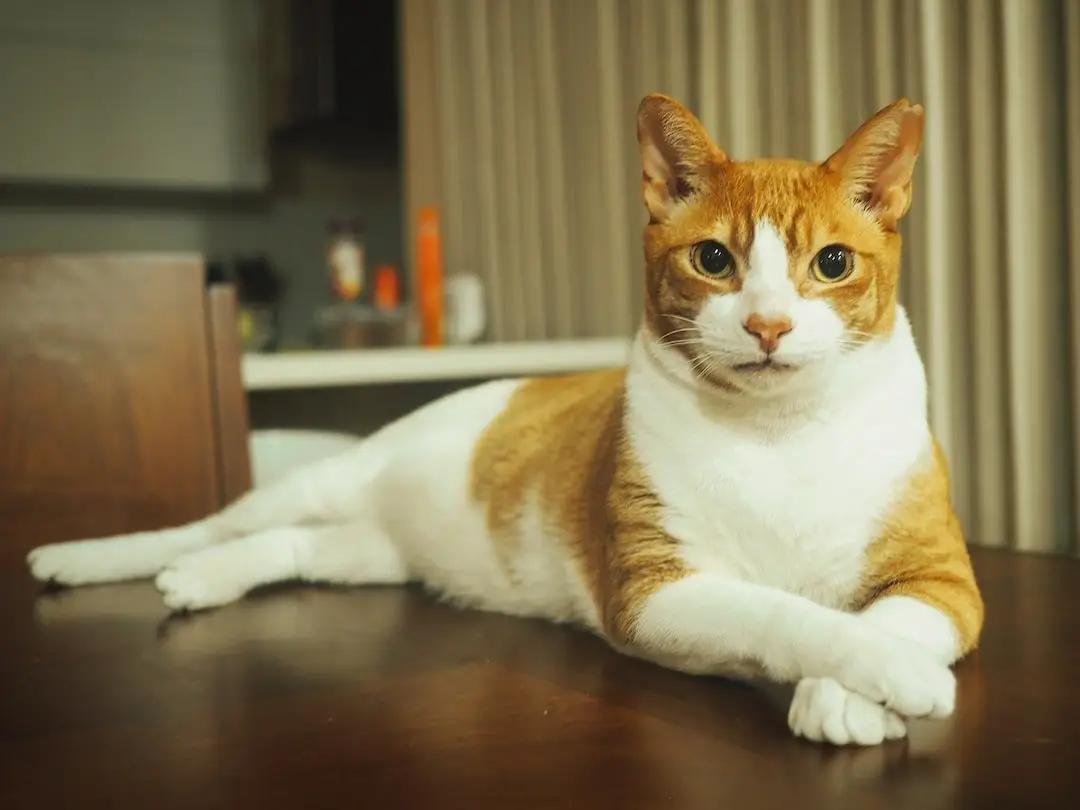 Housesitting in Colombia - Medellin cat A ginger and white cat lies on a table whilst looking at the camera