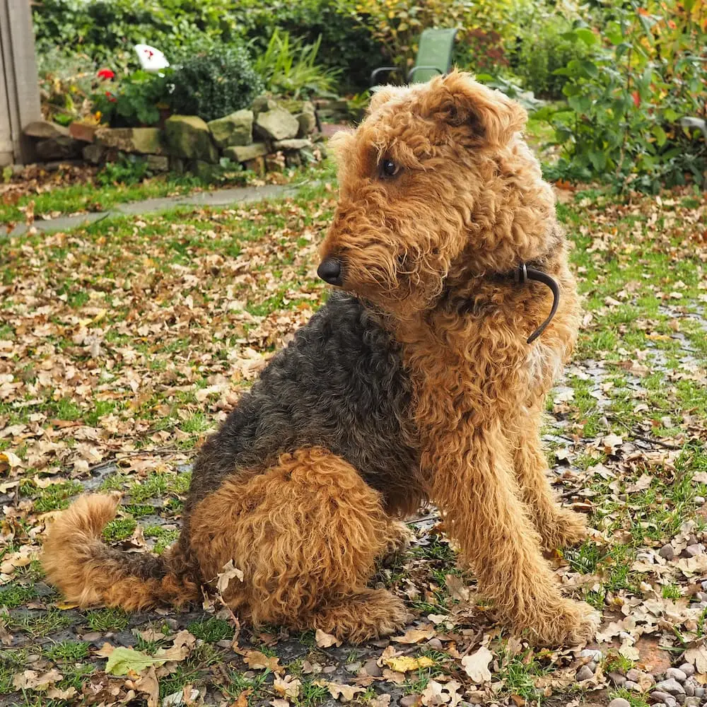 Housesitting in England - Elmer A black and tan coloured dog sits on grass and looks behind